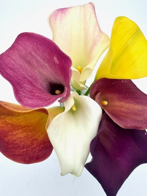 Calla lily