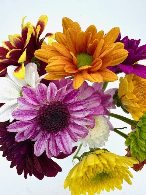 Chrysanthemum