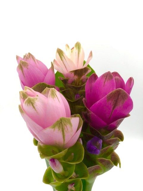 Curcuma