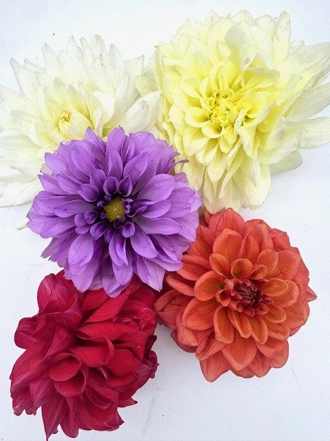 Dahlia