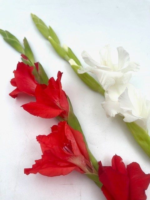 Gladiolus