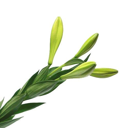 Madonna lily