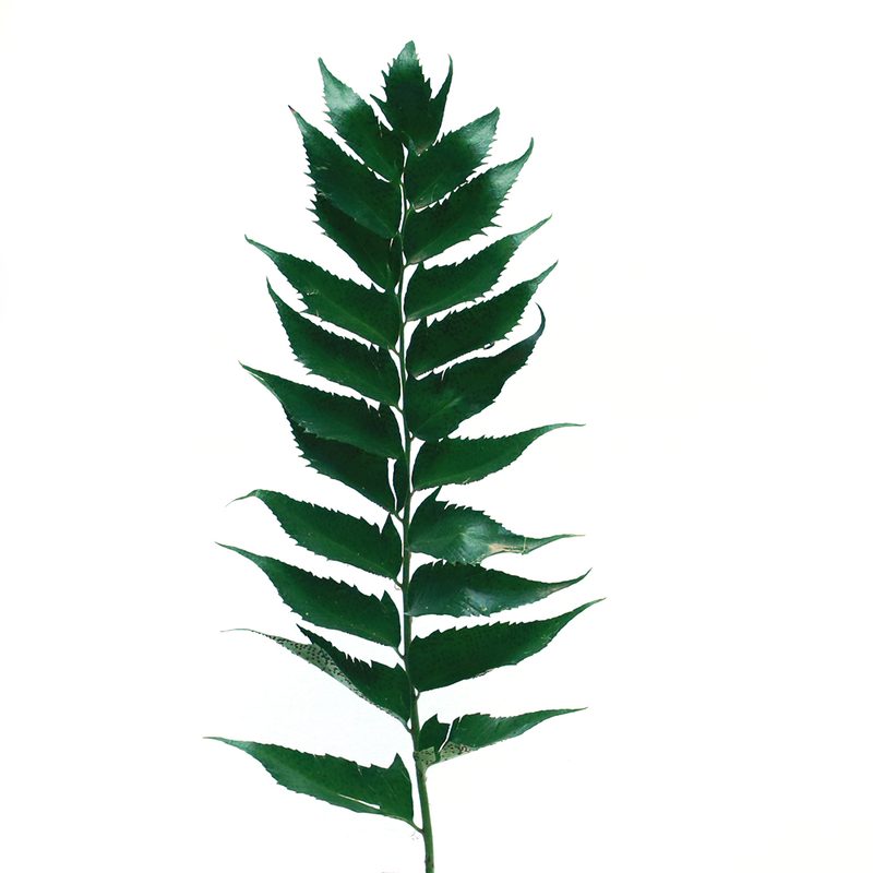 Leatherleaf fern