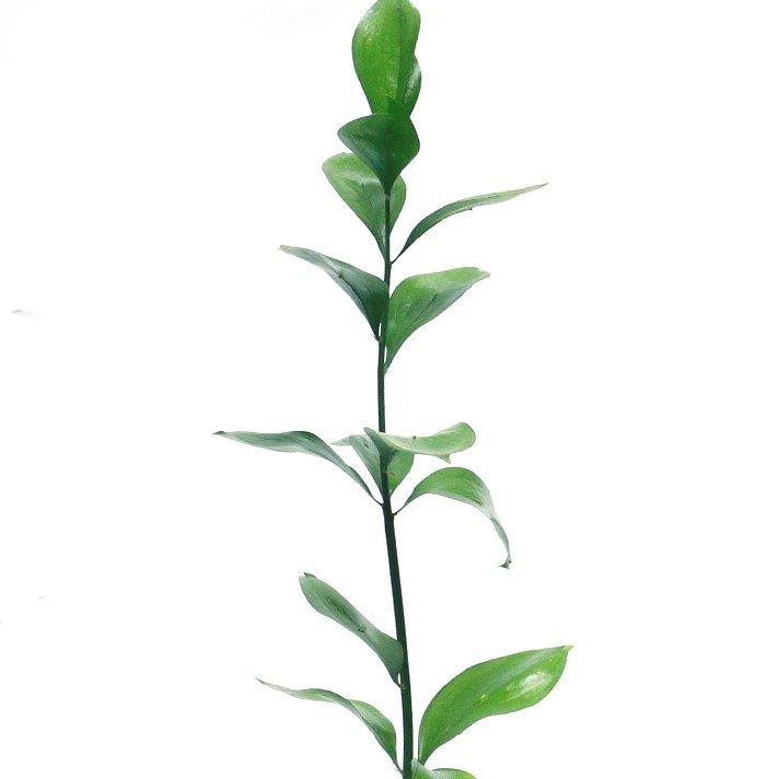 Ruscus